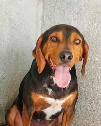Fischio 5 anni
