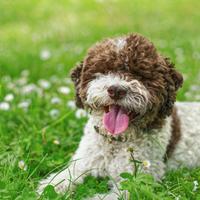 Cucciola di lagotto romagnolo