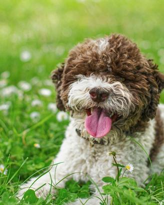 Cucciola di lagotto romagnolo
