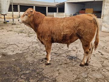 Torelli, vitelle limousine