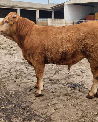 Torelli, vitelle limousine