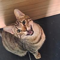 Gattino di 1 anno