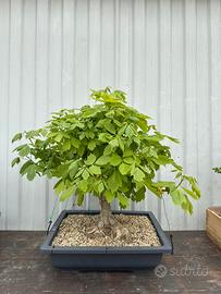 Bonsai Acero Americano