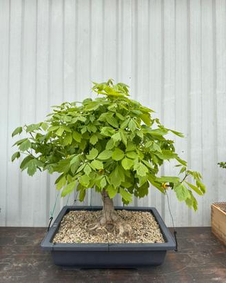 Bonsai Acero Americano