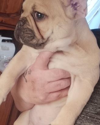 Bulldog francese