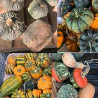 Ornamentali e altro