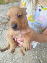 Pippo cagnolino taglia piccola