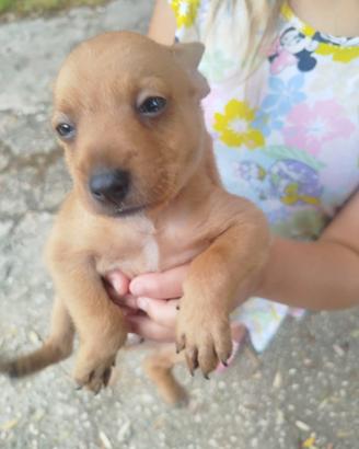 Pippo cagnolino taglia piccola