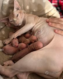 Cuccioli di Sphynx