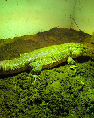 Tegu rosso