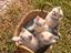 Immagine 3