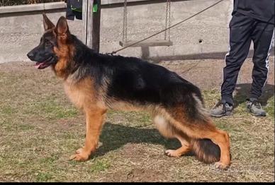 Cucciolona pastore tedesco