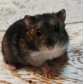 🐹 DOLCISSIMA CRICETINA 🐹