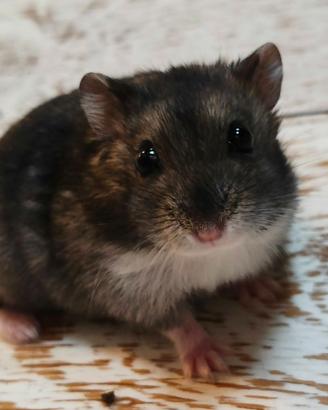 🐹 DUE DOLCISSIME CRICETINE 🐹