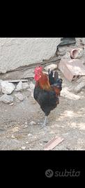 gallo Siciliano 