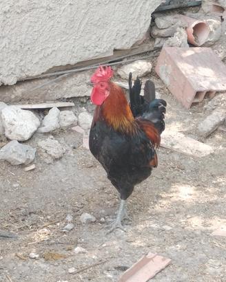 gallo Siciliano 