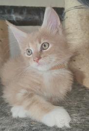 Splendido Maine Coon Crema 