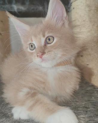 Splendido Maine Coon Crema 
