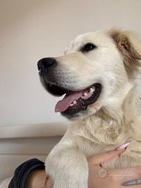 Golden retriever