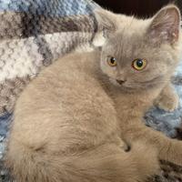Cuccioli scottish straight