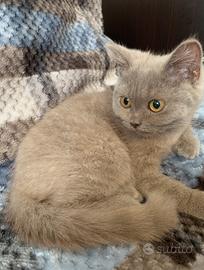 Cuccioli scottish straight