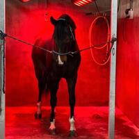 Solarium per Cavalli