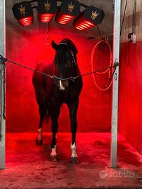 Solarium per Cavalli