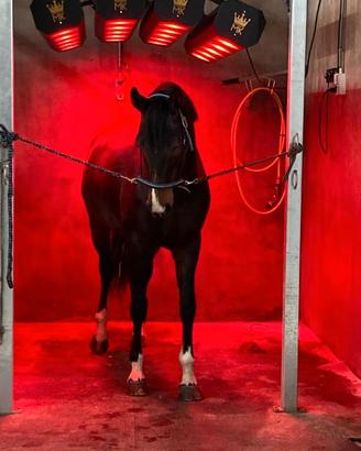 Solarium per Cavalli