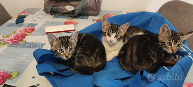 Gattini in adozione