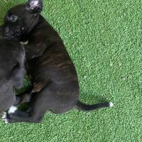 Cuccioli di Staffy - Staffordshire Bull Terrier