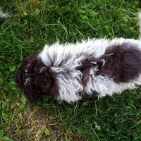 Cucciolo di lagotto romagnolo