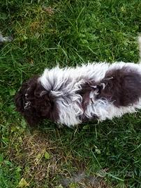 Cucciolo di lagotto romagnolo