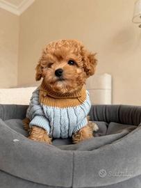 Maltipoo Albicocca cucciolo