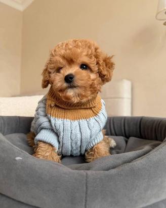 Maltipoo Albicocca cucciolo