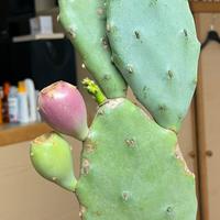 Fico d’india opuntia stricta ornamentale