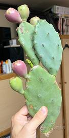 Fico d’india opuntia stricta ornamentale