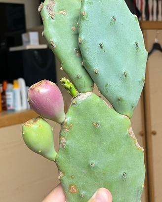 Fico d’india opuntia stricta ornamentale