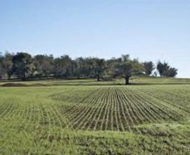 Taipana terreno agricolo 1 vani 28460 Mq