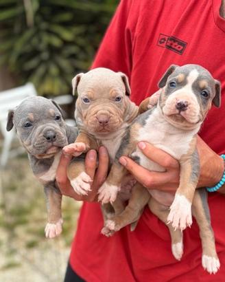 Pitbull tricolor e blue nose