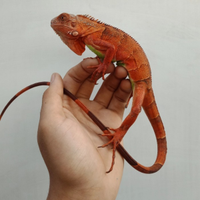 Iguana red baby