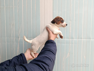 Jack Russell cuccioli