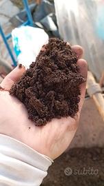 HUMUS LOMBRICO CONCIME BIO FERTILIZZANTE PER ORTO 