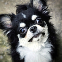 Chihuahua maschietto pelo lungo con pedigree