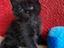 Immagine 4