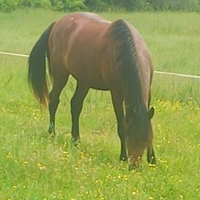 Cavallo P.R.E. puledro