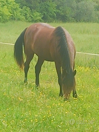 Cavallo P.R.E. puledro