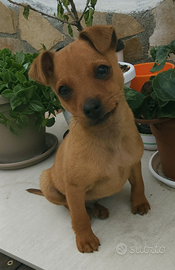 Pinscher nano