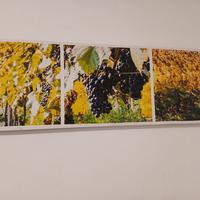 Quadro su tela in canvas vigneto
