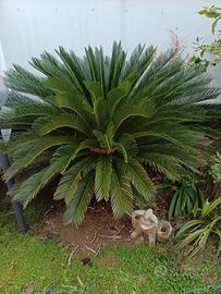pianta da giardino 