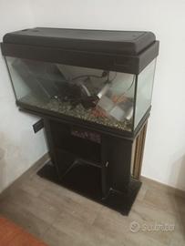 acquario 